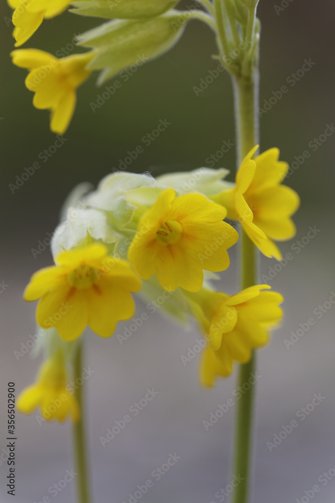 Fototapeta premium Nahaufnahme Schlüsselblume