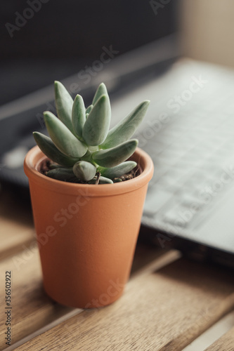 Succulent near laptop