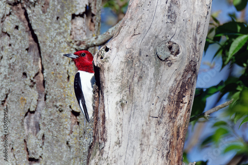 A Red-headed Woodpecker perches on a dead tree. These small woodpeckers will viciously defend their territory.