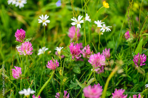 Pink clover flowers and other wildflowers on a green lawn.