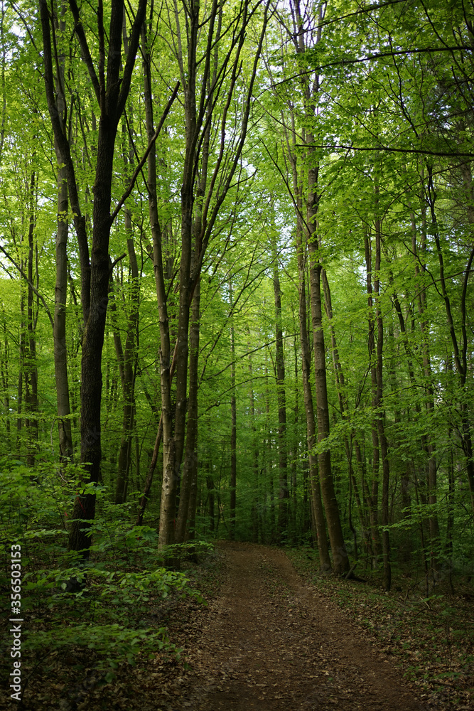 Deep green beech forest in Stechlin conservation area, Brandenburg Germany Deep green beech forest in Stechlin conservation area, Brandenburg Germany