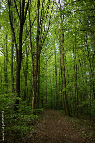 Deep green beech forest in Stechlin conservation area  Brandenburg Germany                                         