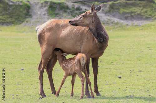 Baby Elk feeding from Mother © Mark Kostich