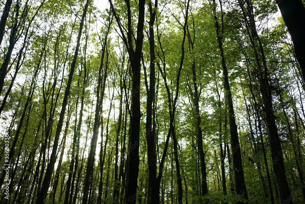 Deep green beech forest in Stechlin conservation area, Brandenburg Germany Deep green beech forest in Stechlin conservation area, Brandenburg Germany