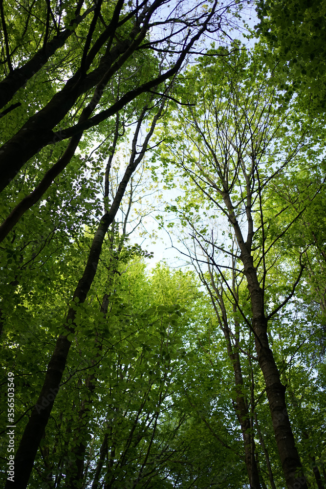 Fototapeta premium Deep green beech forest in Stechlin conservation area, Brandenburg Germany 