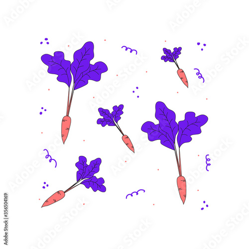 Set of bright colored carrots. Home gardening vector illustration