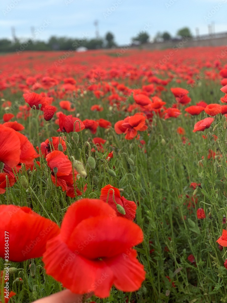 Fototapeta premium red poppy field