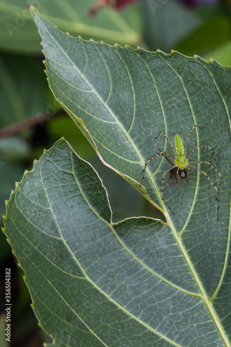 A close up to a green spider eating an ant