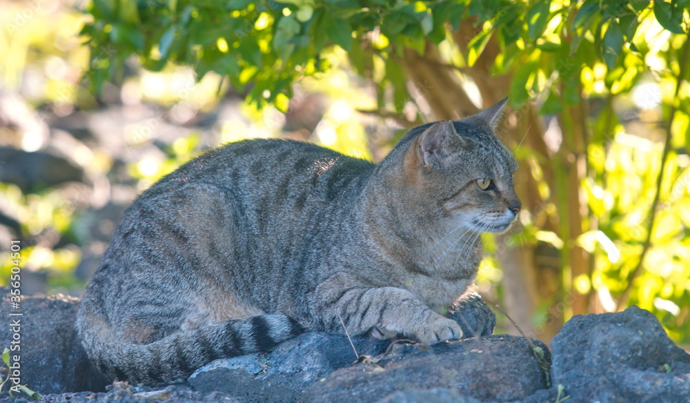Obraz premium cat in the grass