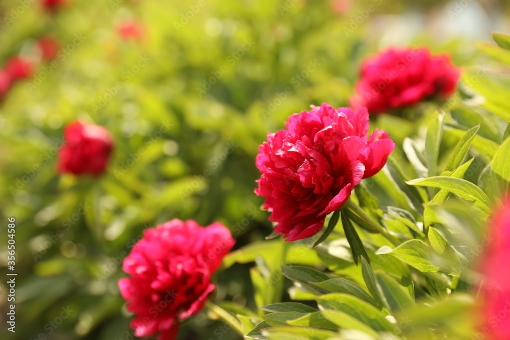 Beautiful red peony outdoors on spring day, closeup Beautiful red peony outdoors on spring day, closeup
