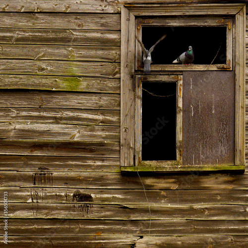 Pigeons live in an abandoned house
