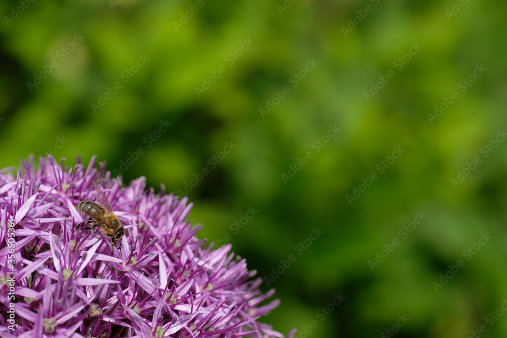 Allium cristophii, the Persian onion or star of Persia; is a species of flowering plant in the family Amaryllidaceae. Bee on a purple flower on a green background. Allium cristophii, the Persian onion or star of Persia; is a species of flowering plant in the family Amaryllidaceae. Bee on a purple flower on a green background.