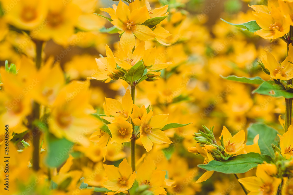The flowers are yellow lungwort in the garden. Pulmonary blooms in July in Russia The flowers are yellow lungwort in the garden. Pulmonary blooms in July in Russia