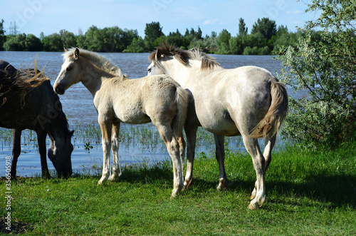 horses on the meadow © Maryag