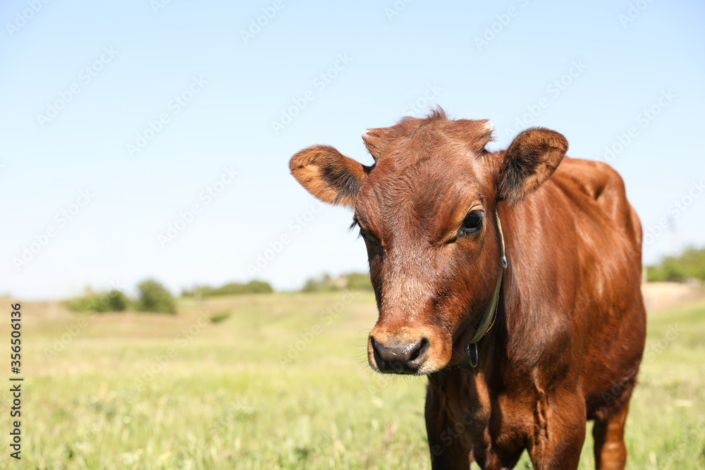 Cute brown calf outdoors on sunny day. Animal husbandry Cute brown calf outdoors on sunny day. Animal husbandry
