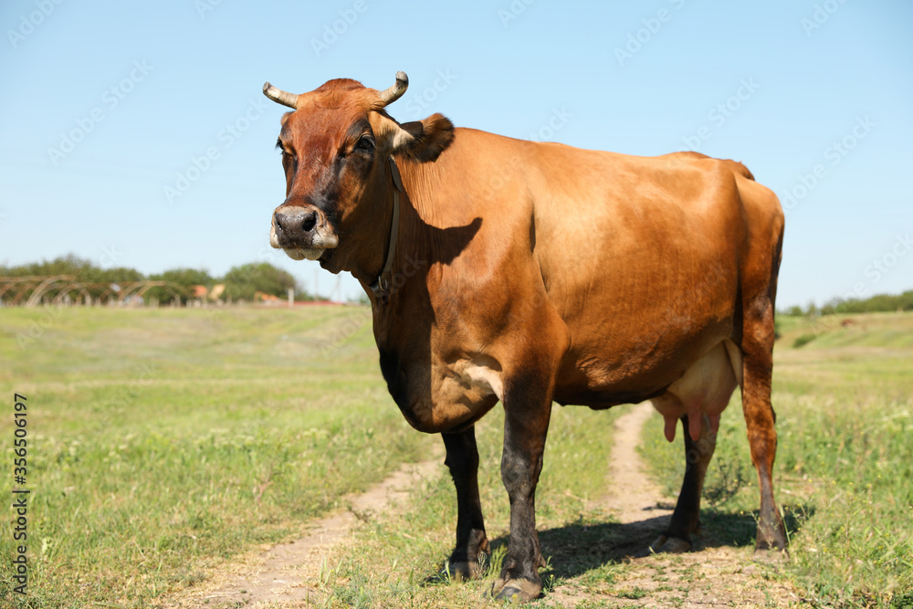 Beautiful brown cow outdoors on sunny day. Animal husbandry