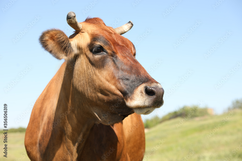 Beautiful brown cow outdoors on sunny day. Animal husbandry