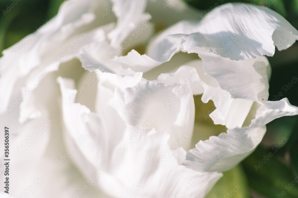 White Peony White Peony