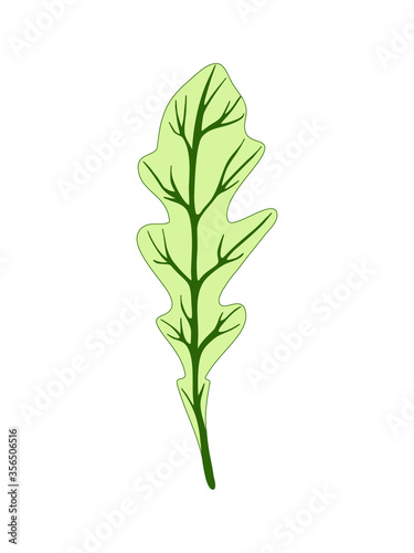 Arugula rucola (rocket salad). Single green leaf isolated on white background. Vector illustration. Fresh herbs. Botanical art. Vegetarian Ingredient. Logo, print, organic food, market shop