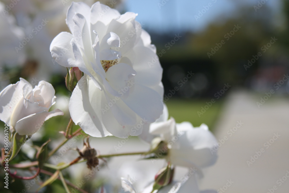 White Roses White Roses