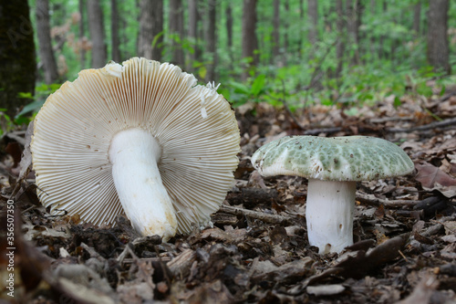 Two Russula virescens or Greencracked brittlegill mushrooms