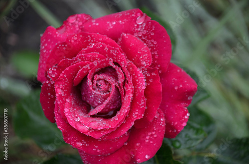 rose in rain