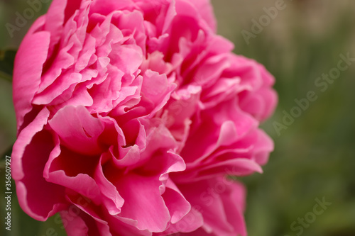 Beautiful blooming pink peony outdoors  closeup view