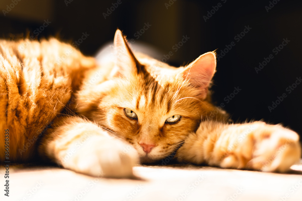 One cute pet. One red-haired cute cat lying on a table in the sunlight.
