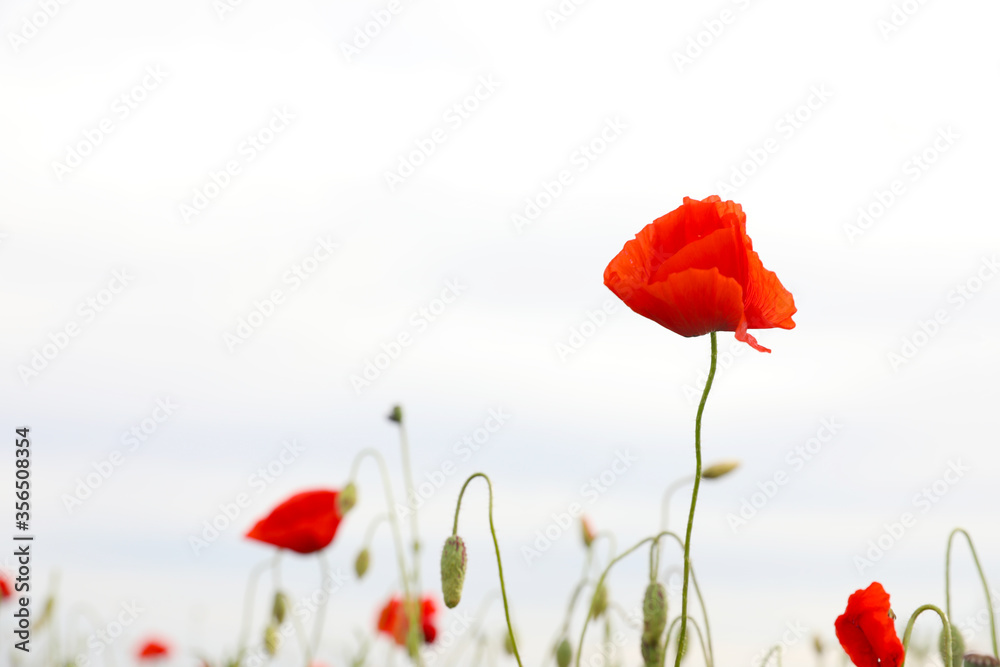 Obraz premium Beautiful red poppy flower growing in field, closeup