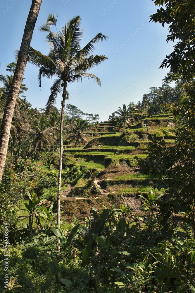Obraz premium Tegallalang Rice Terrace on Bali Island.