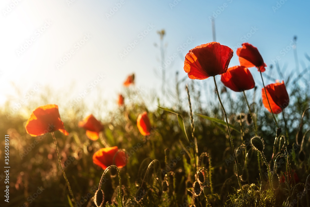 Obraz premium Red poppy blooming on field