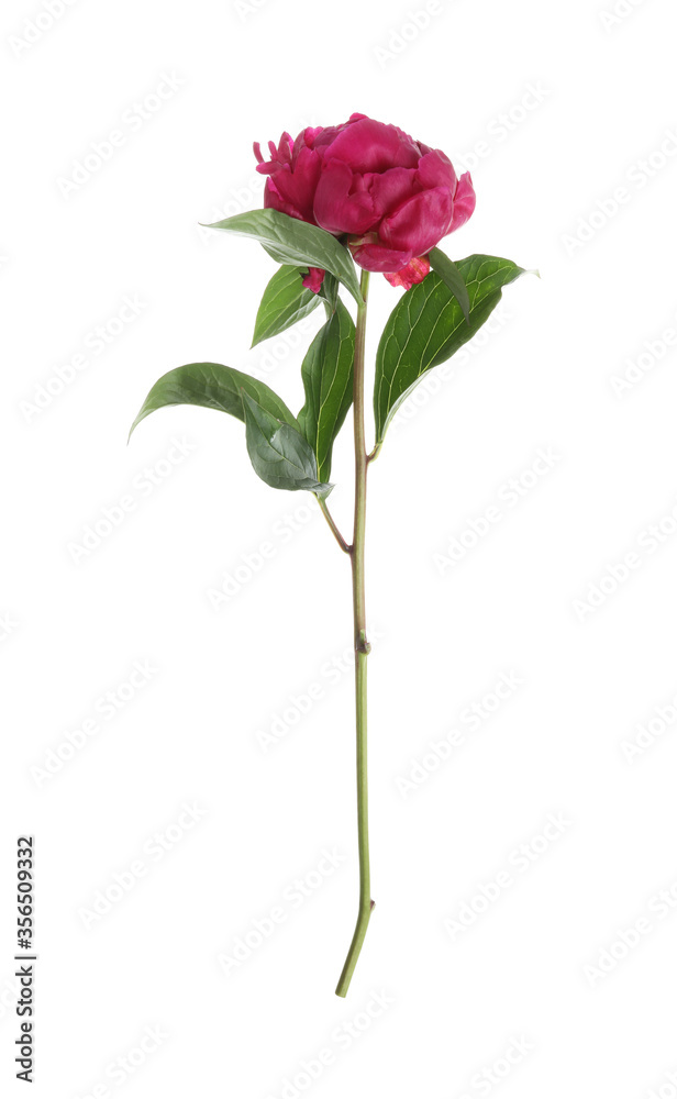 Beautiful pink peony flower isolated on white Beautiful pink peony flower isolated on white