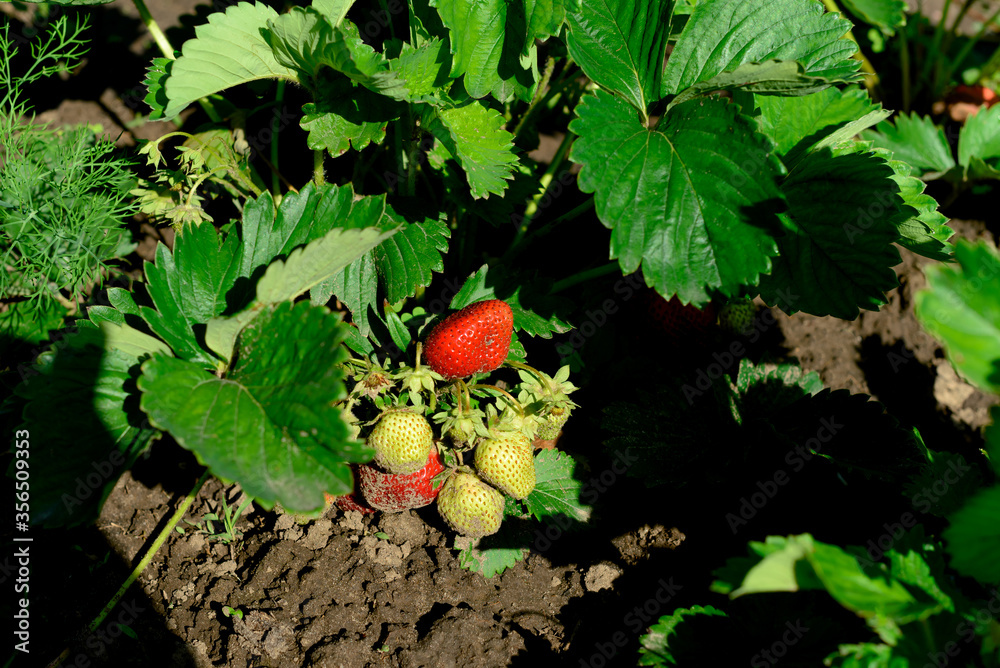 strawberry is growing in the garden