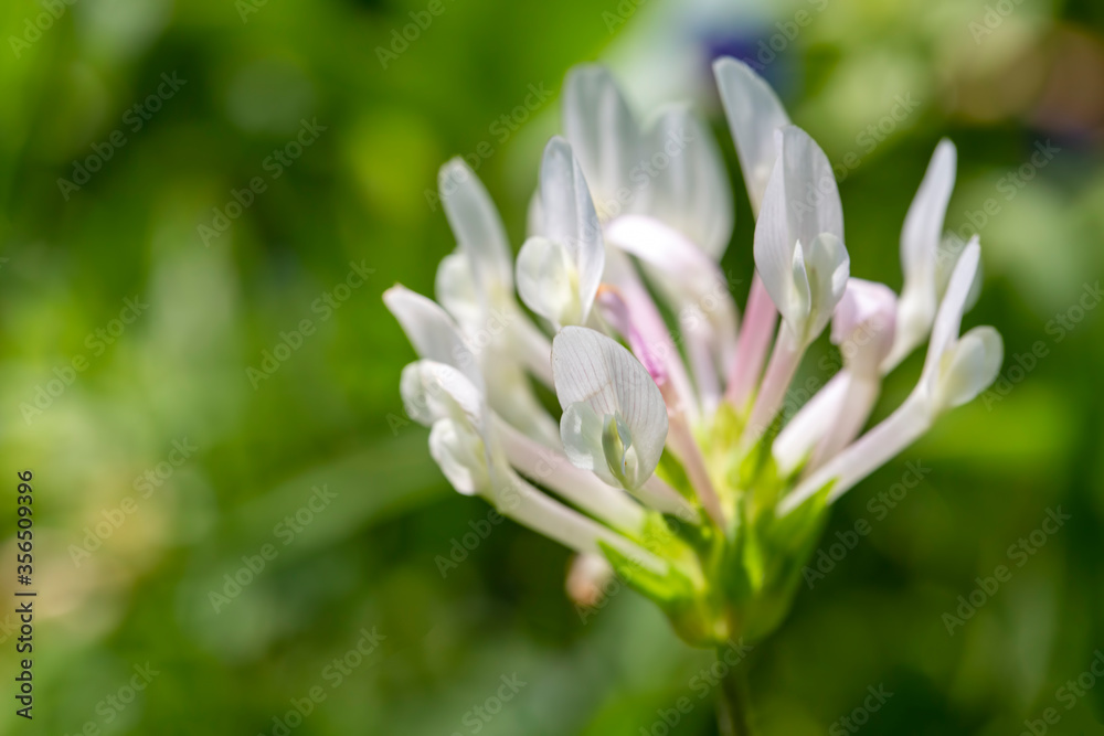 Spring flowering clover on a meadow among the grass (Lat. Trifolium clypeatum) Spring flowering clover on a meadow among the grass (Lat. Trifolium clypeatum)