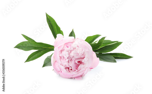 Fototapeta Naklejka Na Ścianę i Meble -  Beautiful pink peony flower isolated on white