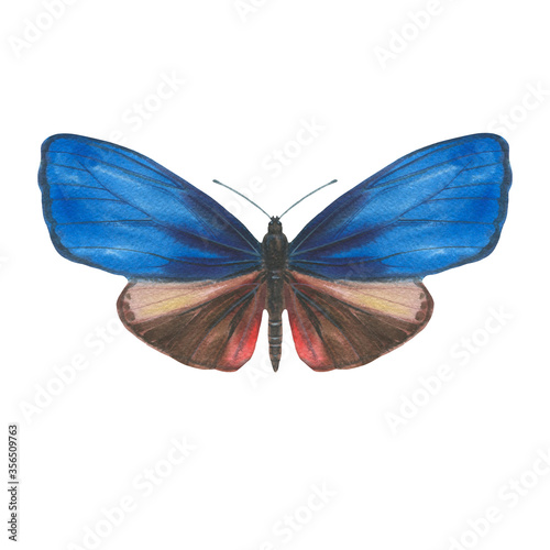 Watercolor butterfly in blue and brown. isolate on a white background. Drawn bright butterfly for design. © Sergei