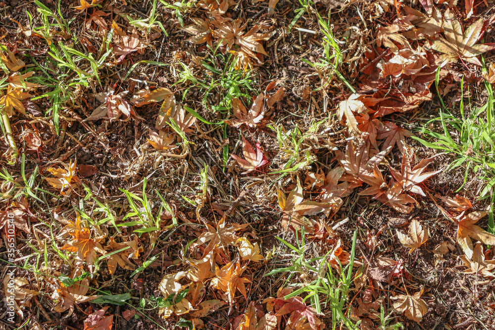 maple leaves on the ground maple leaves on the ground