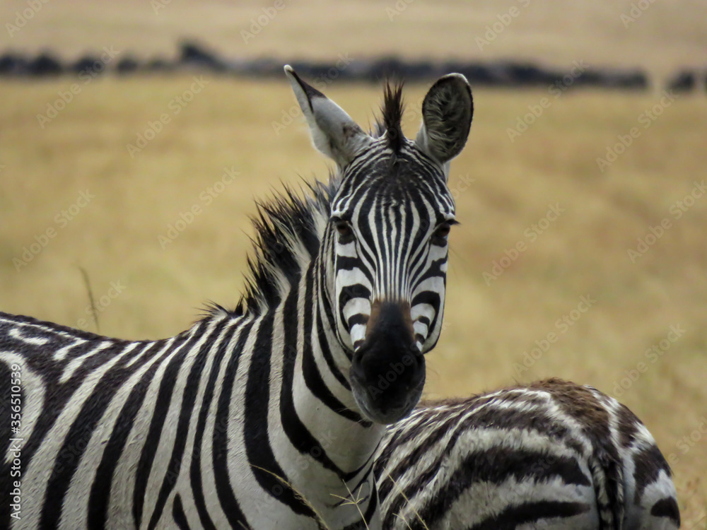 Fototapeta premium Zebra watchful in Masai Mara
