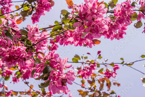 A branch of a pink blooming Apple tree branch in spring on a clear day  flower background