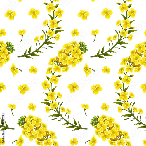 Pattern rape flowers and leaves, canola. Brassica napus. Seamless vector background.