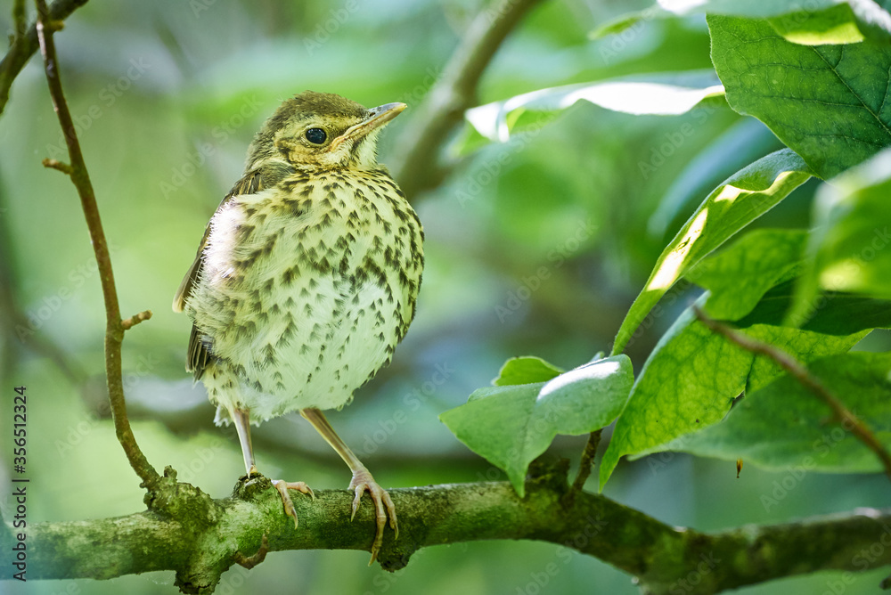 Naklejka premium Song thrush juvenile ( Turdus Philomelos )