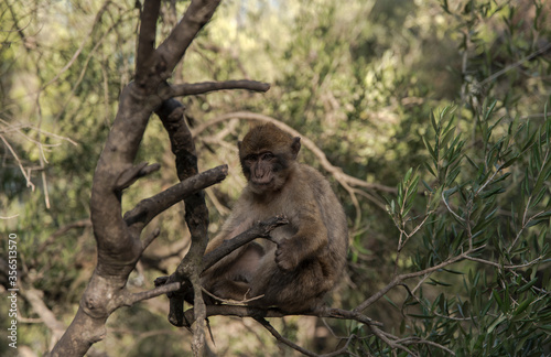 Monkey