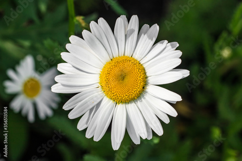 Fototapeta Naklejka Na Ścianę i Meble -  Single chamomile flower in a meadow, top view