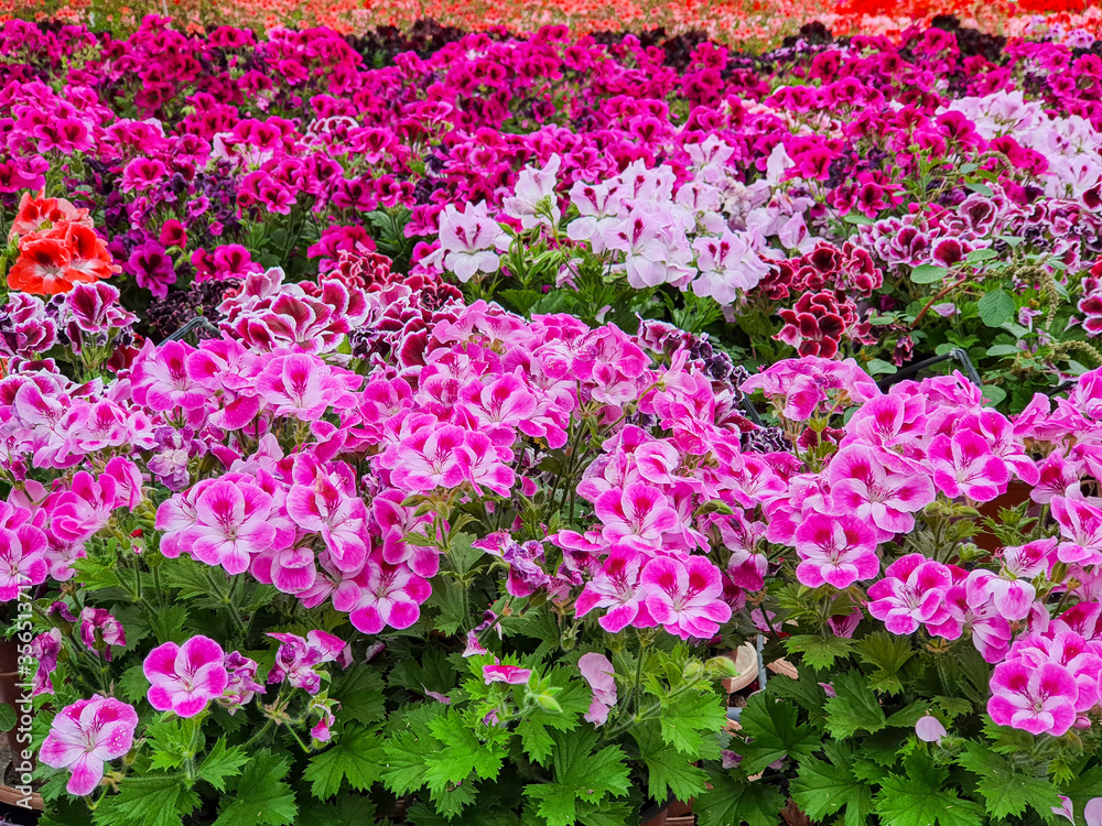 Fototapeta premium Blooming geranium flower varios colors