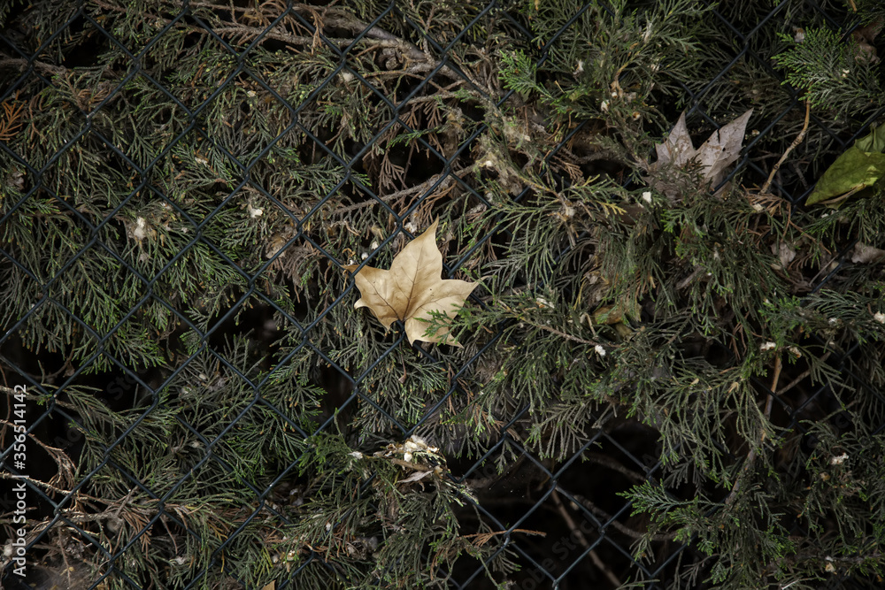 Obraz premium Autumn leaves