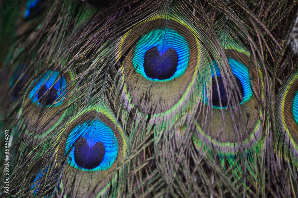 Fototapeta premium Plumas Macro