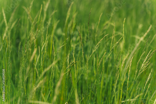 Field of green grass with spikelets closeup. Time for haymaking of ripened green grass in the meadow. Wallpaper, natural background.