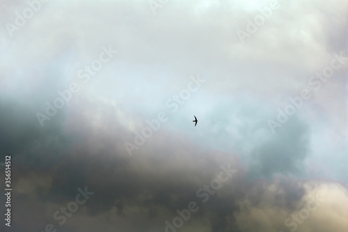 Colorful sky with clouds, a bird in flight. Background design. © Vladimir Kayukov