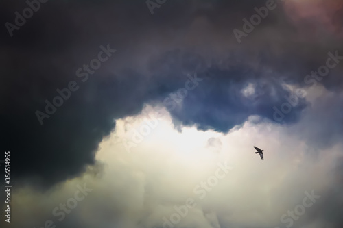 Colorful sky with clouds, a bird in flight. Background design.