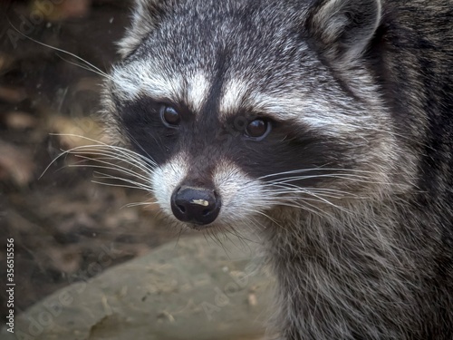 A close-up portrait of a beautiful raccoon.